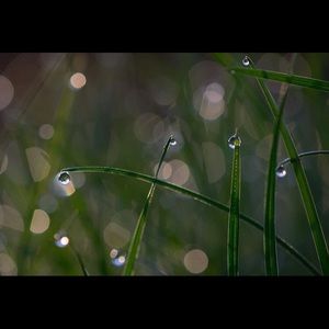 Meet your Posher, Sophal